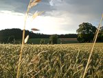 zum Vergr&ouml;&szlig;ern bitte anklicken